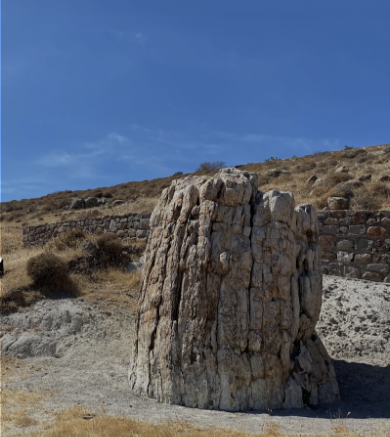 Petrified forest of Lesvos, ancient fossilised trees